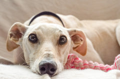 The Benefits of Adopting a Greyhound in Australia and How to Do It