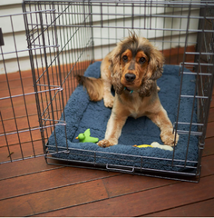 Puppy crates and bedding