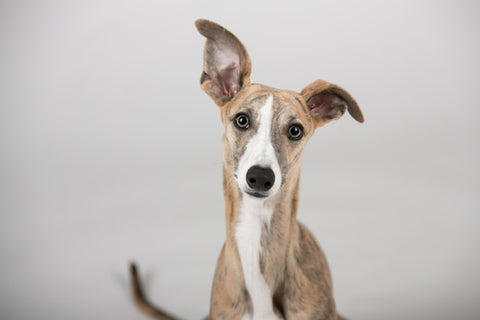 The Benefits of Adopting a Greyhound in Australia and How to Do It