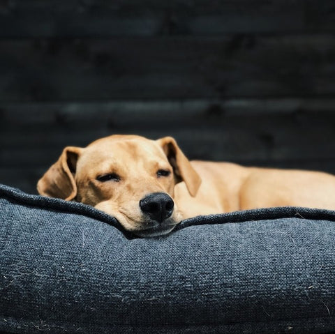 What You Need to Know About Kennel Cough Transmission and Contagion