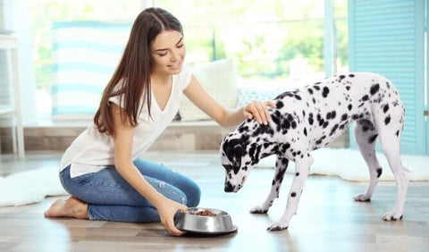 The Importance of Ethically Made Dog Food: A Guide for Pet Owners