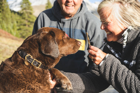 dog-friendly road trip for Labs