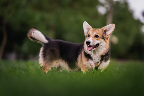 Corgi in field