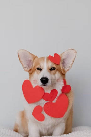 Corgi with paper hearts on them