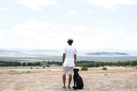 labrador dog-friendly road trip