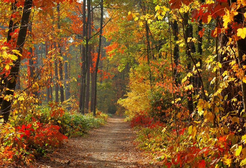 Autumn Landscape Photography Backgrounds Fall Forest Yellow Vinyl Phot Dreamybackdrop