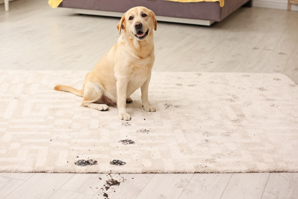 Cute Dog Leaves Spots on Area Rug