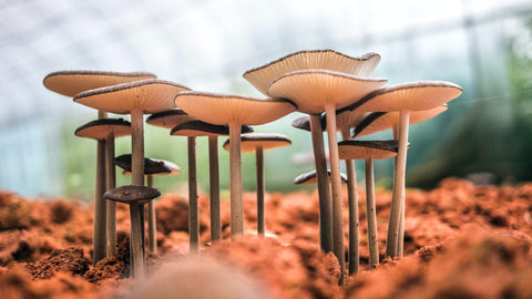 reishi mushrooms