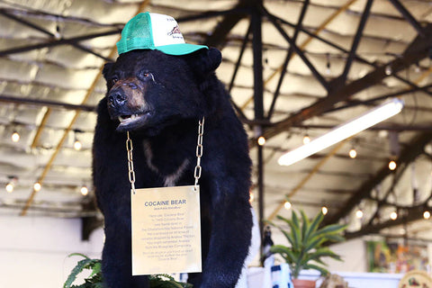 The real Cocaine Bear taxidermy, located at the Kentucky Fun Mall in Lexington, Kentucky