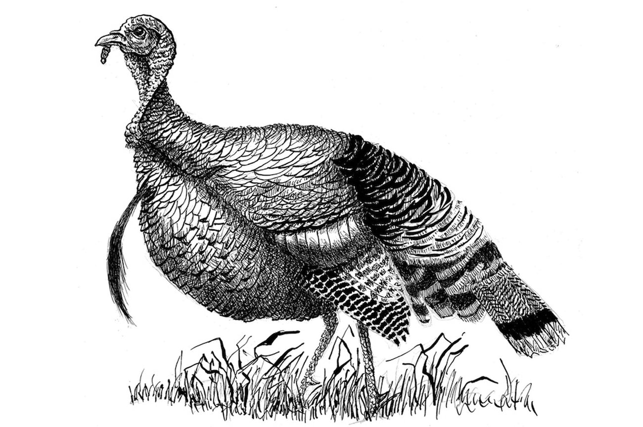 christmas-traditions-wild-turkey