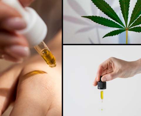 Difference between hemp seed oil and cbd oil