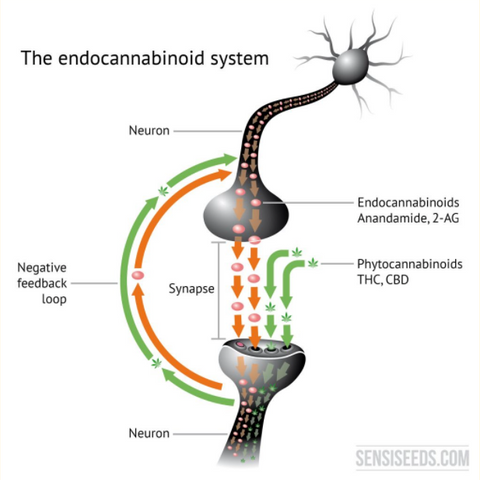image of endocannabinoid system