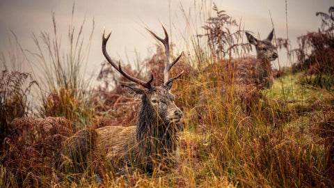 Red Stag © James Glossop