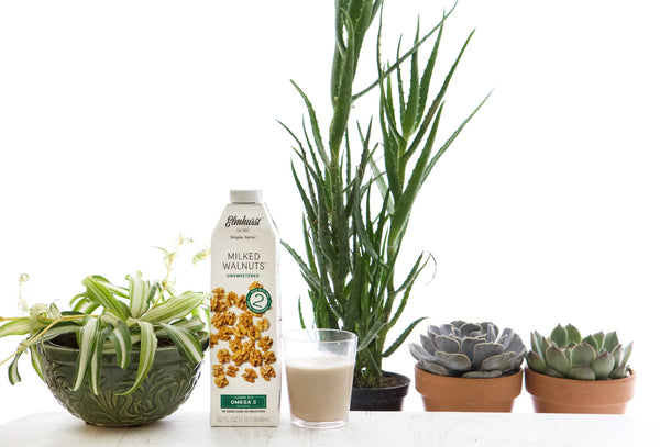 spider plant, aloe plant, succulents and Elmhurst walnut milk