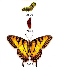 An image of a caterpillar transforming into a butterfly