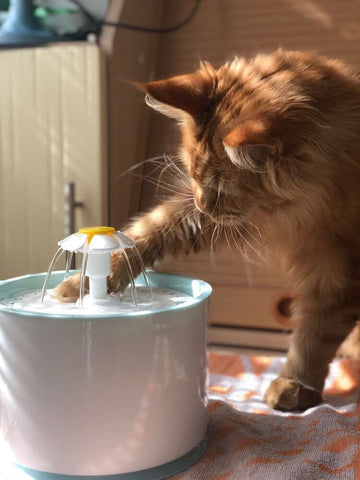 cute cat water fountain