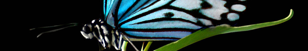 Blue, black and white butterfly on a leaf.