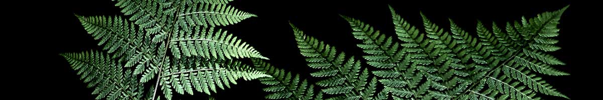 Green fern leaves against a dark background.