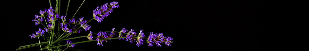 Lavender sprigs against a dark backdrop.