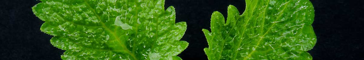 Sprigs of mint leaves on against dark background.