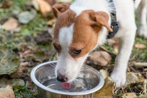 When Summer Heat Crosses the Line: Helping Your Dogs Keep Their Cool
                            