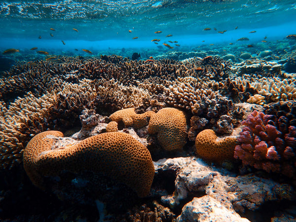 How Coral Reefs Are Affected by the Oxybenzone of Sunscreens – Sun & Earth