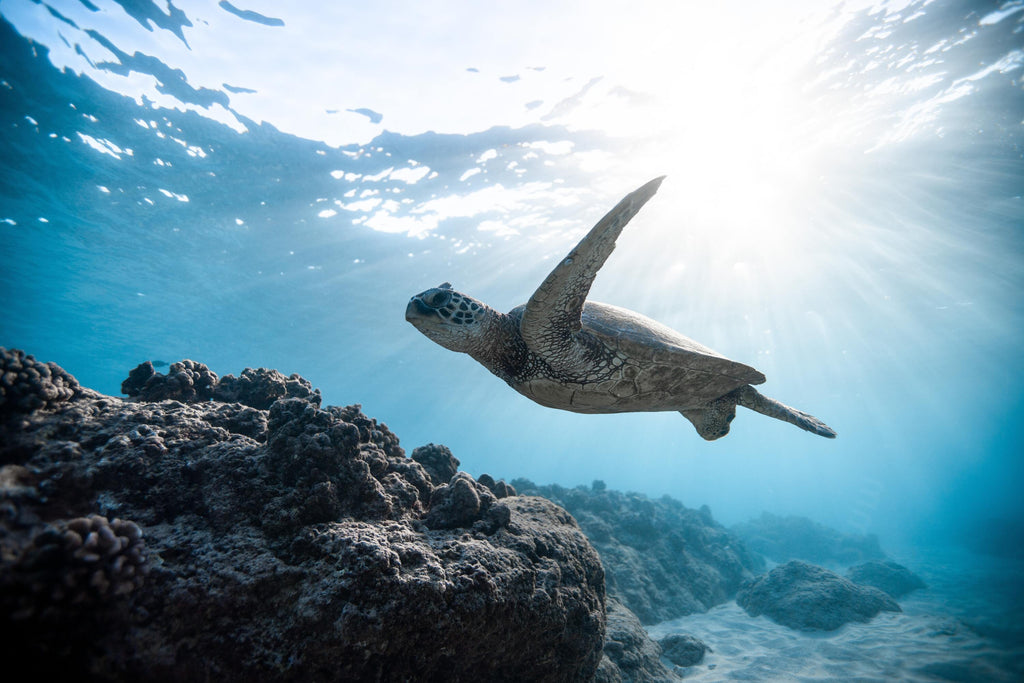 turtle impacted by plastic in the ocean