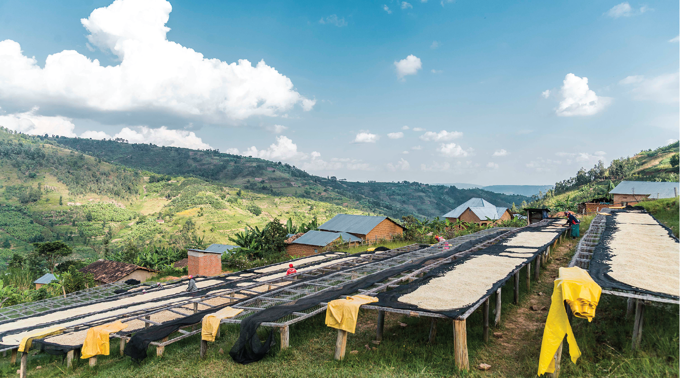 Coffee processing in Rwanda, where Rumble Coffee sources from.