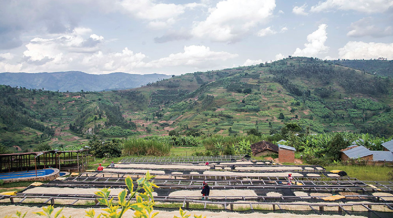 sustainable coffee growing region in Rwanda, where Rumble Coffee sources green beans from