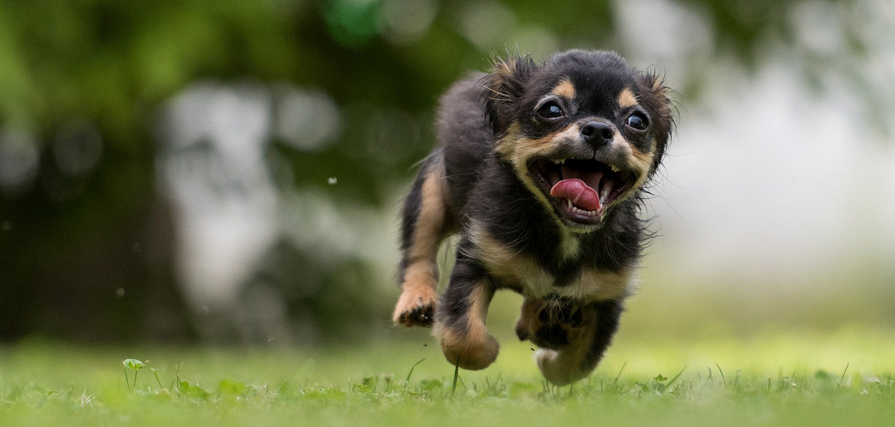 are sound bark stoppers bad for dogs