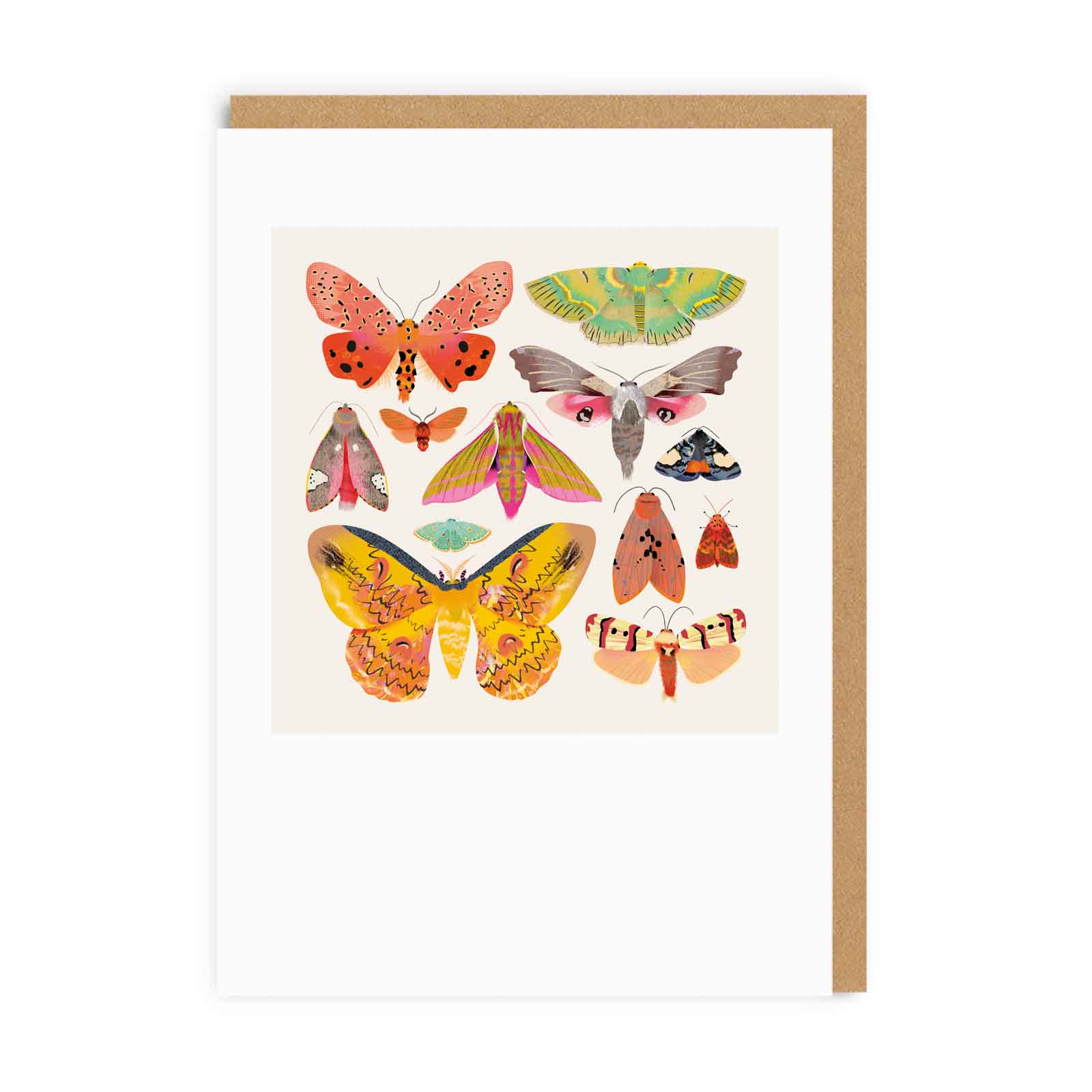 Moths and Butterflies Greeting Card