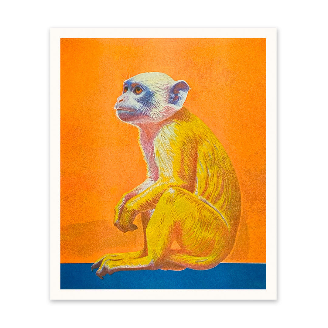 Capuchin Art Print