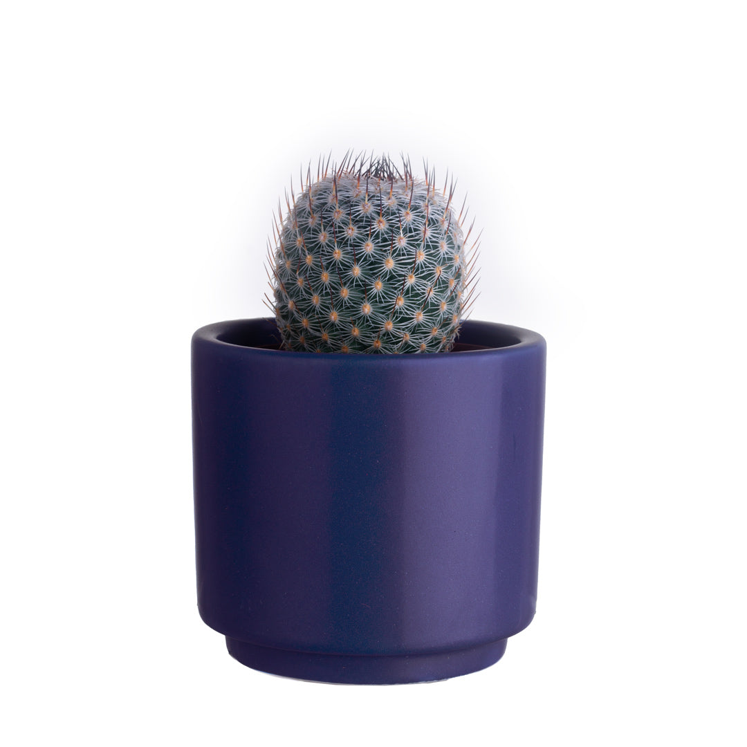 Blue Pantone Plant Pot