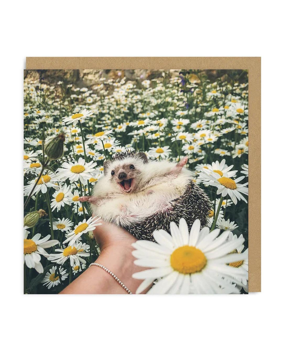 Hedgehog Daisy Field Square Greeting Card