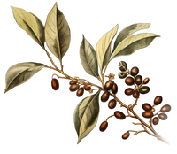 Coffee_Bean_Plant_Illustration.png__PID:16cc6113-4ec0-474a-bdc4-e7df8bb1bf3a