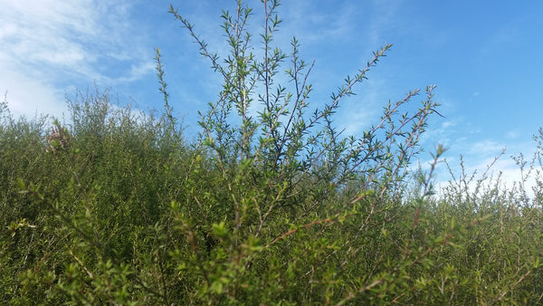 Manuka Mount Maunganui