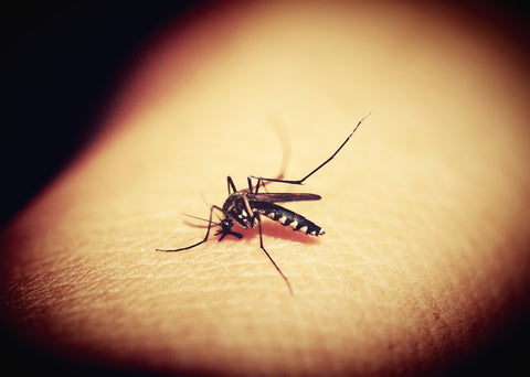 Image source: https://pixabay.com/en/mosquitoe-mosquito-malaria-gnat-1548975/
