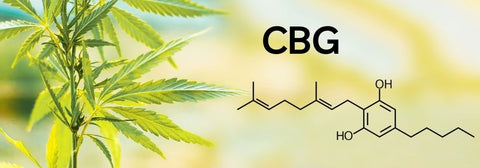 CBG Benefits | what is cbg | what is cbg good for | benefits of cbg | cbg topical | cbg topical benefits | what does cbg do | cbg topicals | cbg uses | benefits of cbg | CBD Roll On Stick | CBD Stick | CBD pain stick