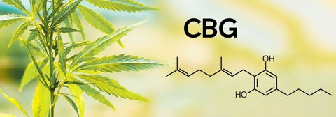 CBG Effects | CBG benefits | Effects of CBG