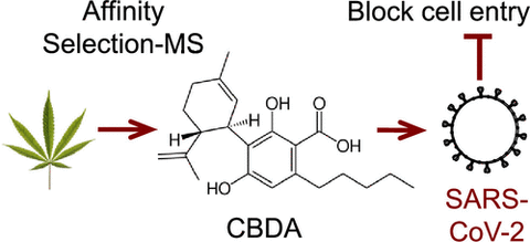 Oregon State Study Shows Hemp Cannabinoids Block Coronavirus | Cannabidiolic Acid CBDA | Cannabigerolic Acid CBGA