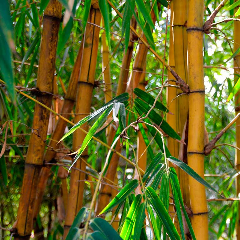 Kæmpe bambusser CO2 som ingen plante