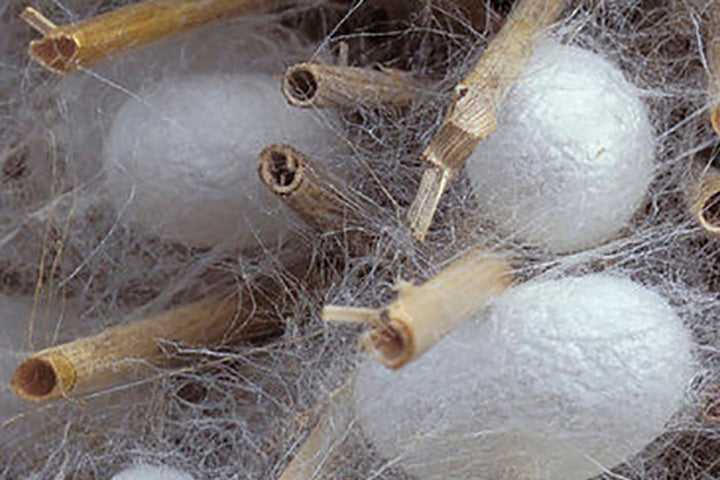 Silke som naturmateriale Materialer > Silke |