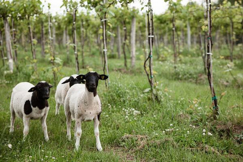 Vignoble de La Bauge