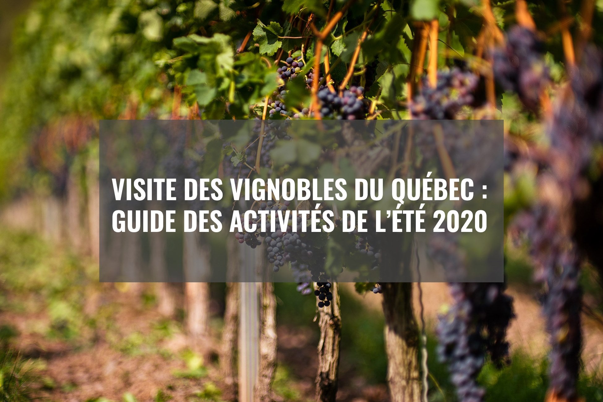 Guide des activités des vignobles du Québec
