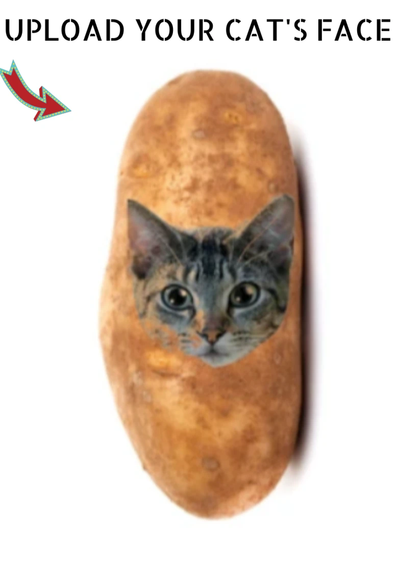 potato cat