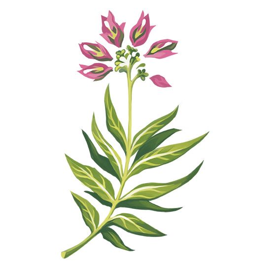 fuchsia flower tattoo  Pesquisa Google  Tatouage art nouveau Tatouage  Art nouveau