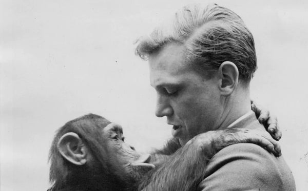 david attenborough chimpanzew
