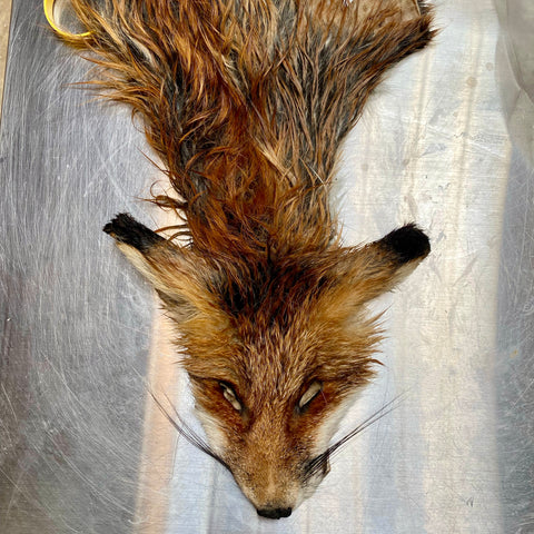 Fox mammal taxidermy