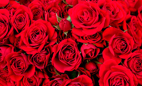 Details 48 las rosas rojas