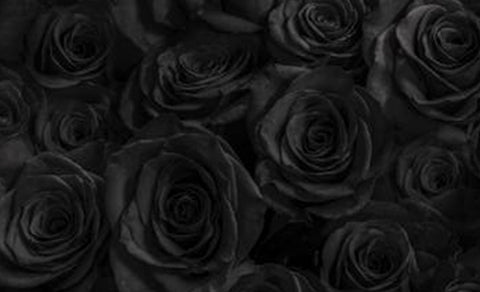 Rosas Negras: que signifícan y cuando regalarlas? – Muni Muni ®